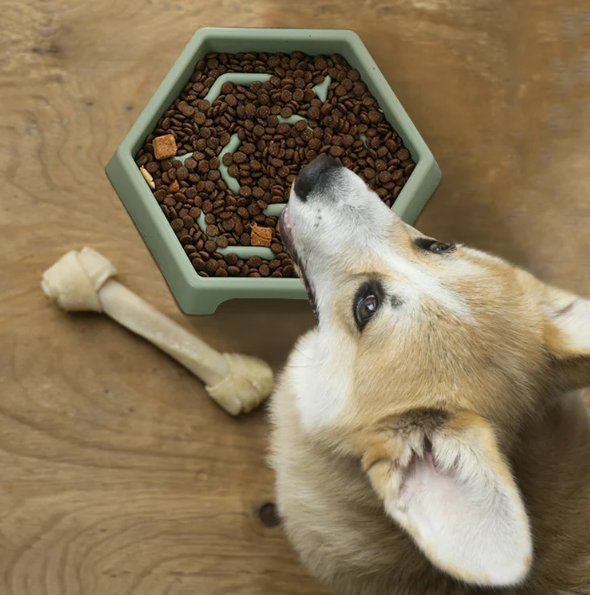 GAMELLE DE NOURRITURE LENTE POUR ANIMAUX DE COMPAGNIE